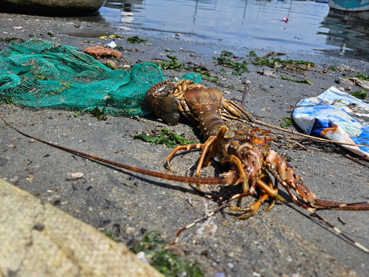 'Thủ phủ' tôm hùm Phú Yên năm nào cũng có thiệt hại: Làm sao khắc phục?