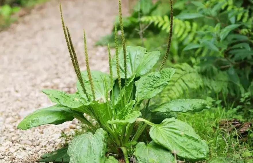 Cây mã đề có công dụng gì với sức khoẻ?