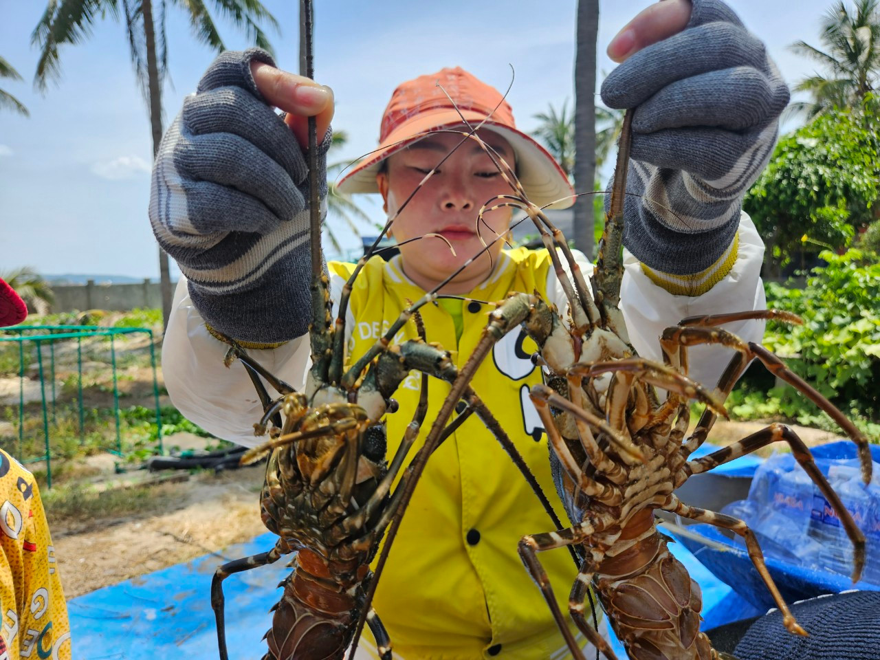 Tôm hùm, cá chết hàng loạt: Phú Yên kiến nghị Bộ NN&PTNT hỗ trợ