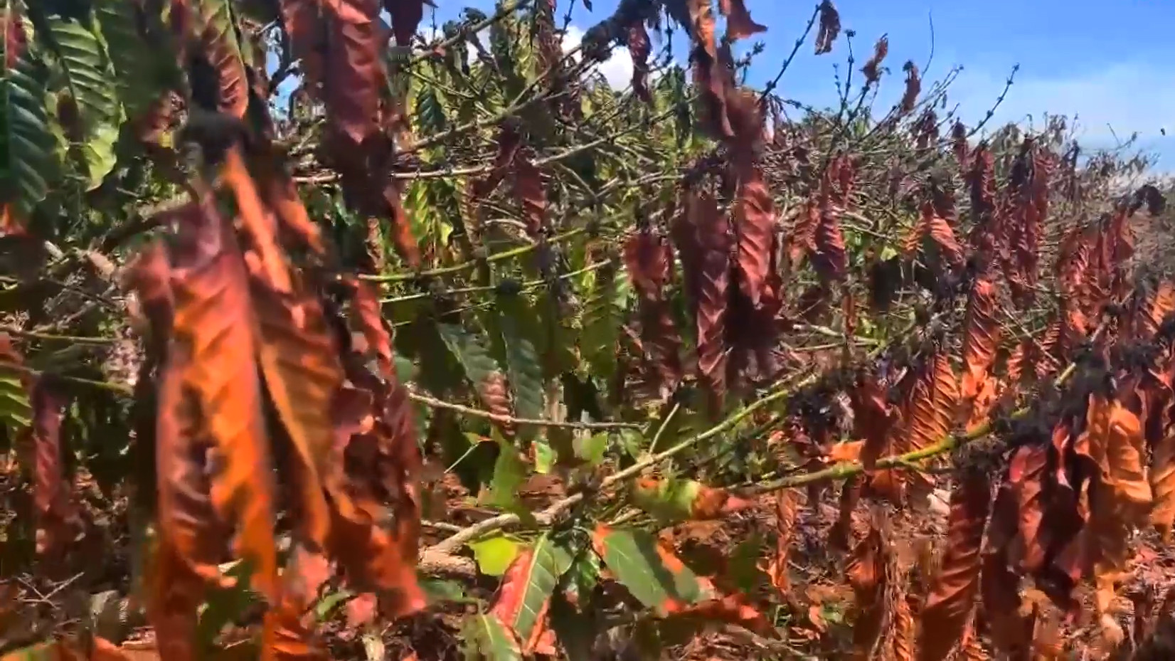Hạn hán kéo dài, nông dân Tây Nguyên điêu đứng nhìn cà phê bị 'thiêu' chết