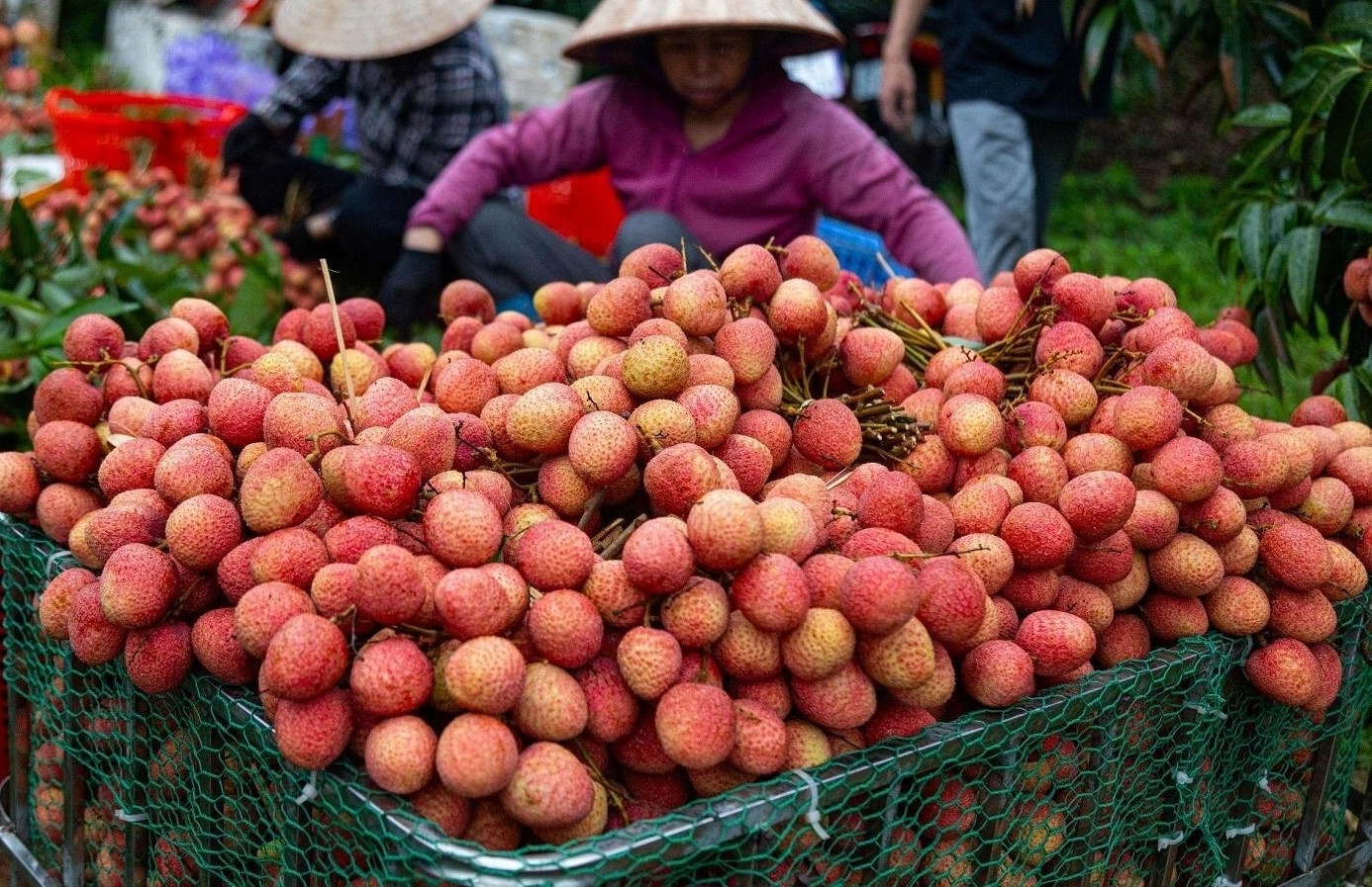 Ai không nên ăn vải?