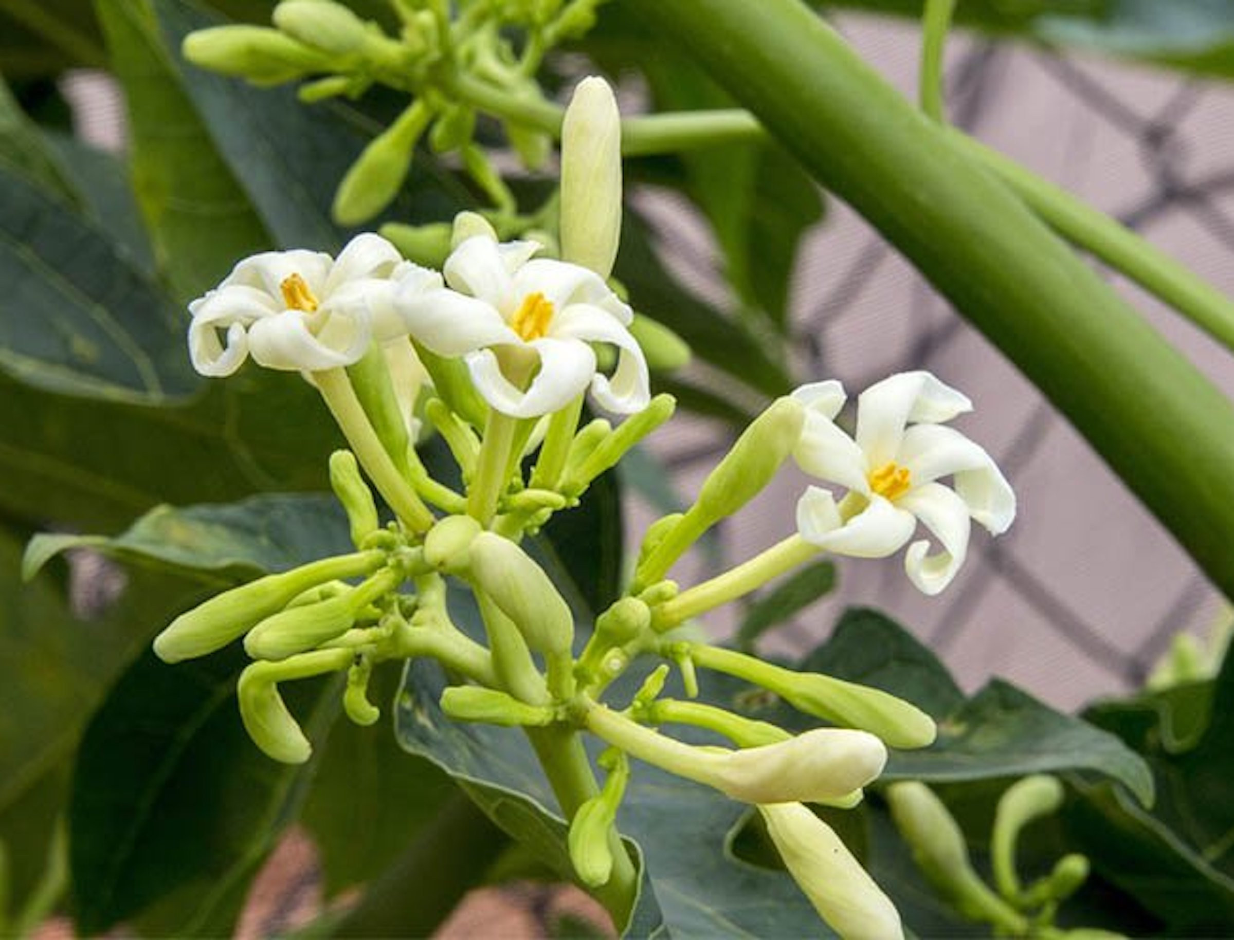 Uống nước lá và hoa đu đủ có chữa được ung thư?