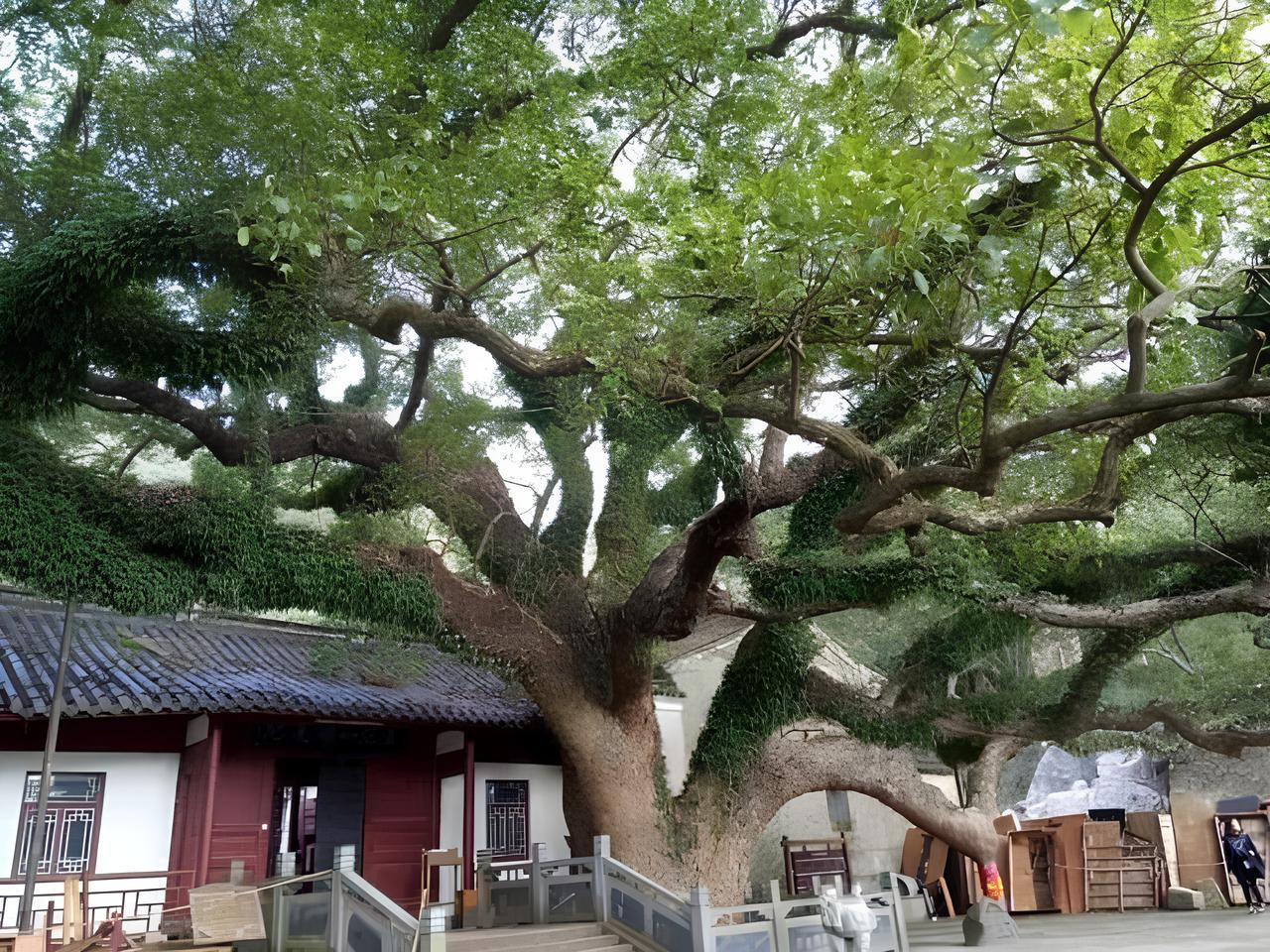 Loài cây độc nhất vô nhị trên thế giới, suýt bị tuyệt chủng ở Trung Quốc