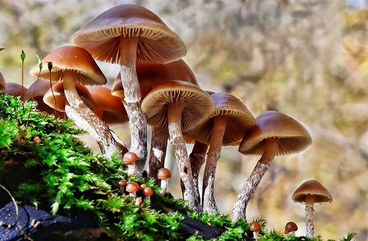 2 trẻ tử vong, 5 người đi cấp cứu sau bữa ăn có nấm