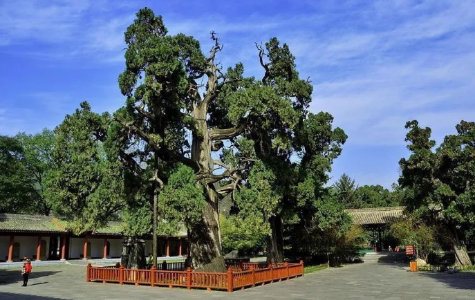 Đại thụ 5.000 năm tuổi do 'Thủy tổ dân tộc Trung Hoa' trồng