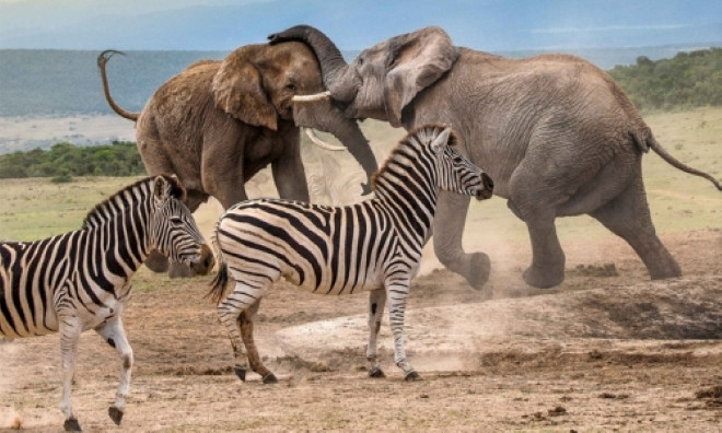 Câu đố mẹo khiến cả triệu người bó tay, còn bạn?