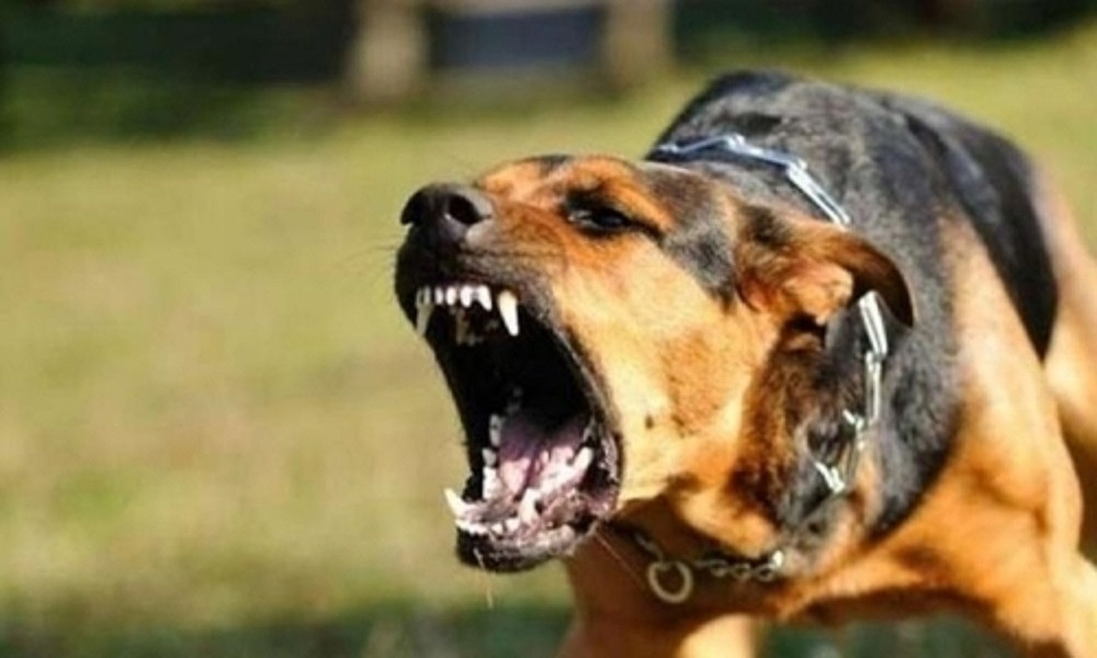 Bé trai 7 tuổi tử vong sau 1 tháng bị chó cắn 