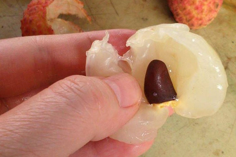 Hạt vải chữa bệnh gì?