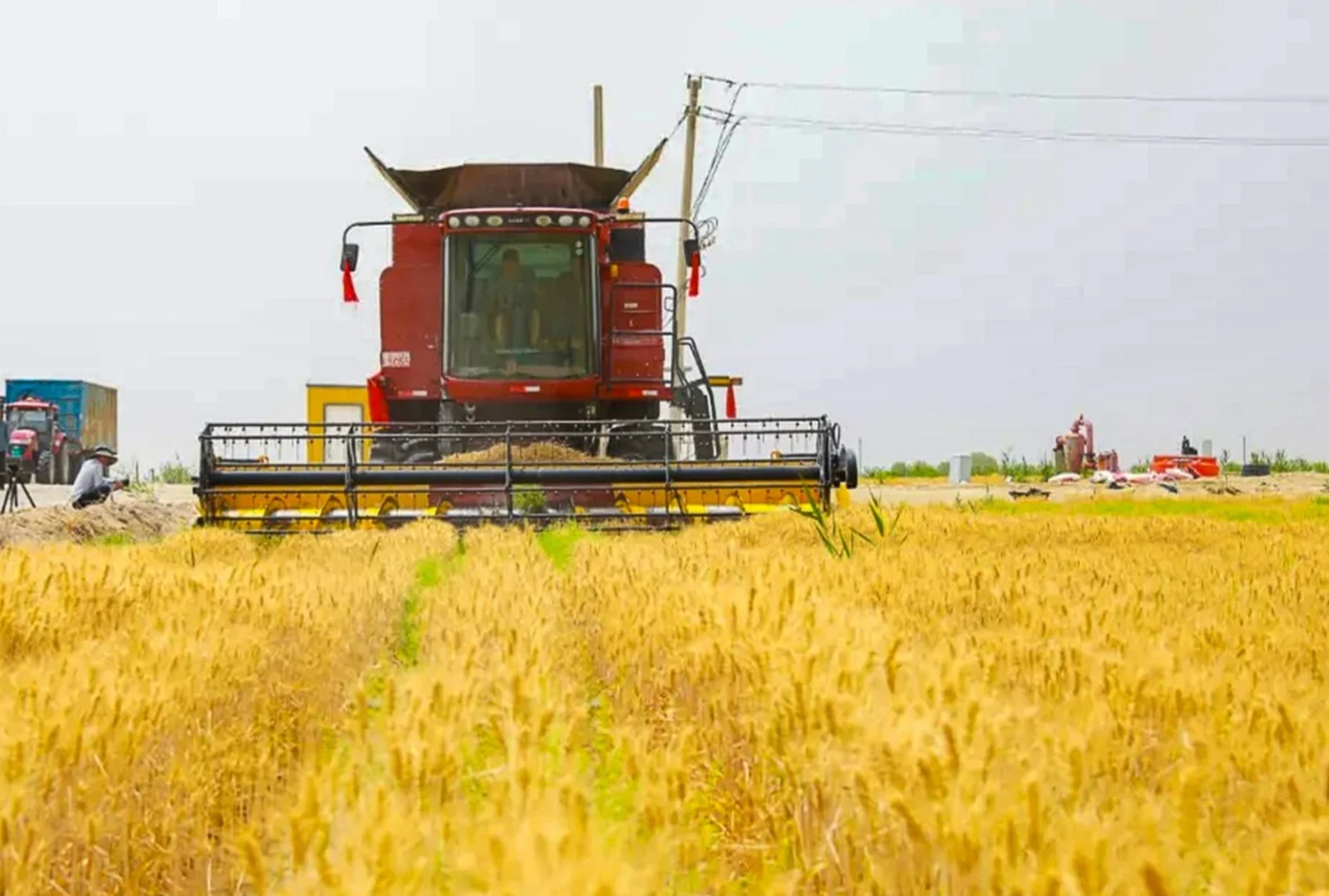 Trung Quốc thu hoạch lúa mì ngay trên sa mạc