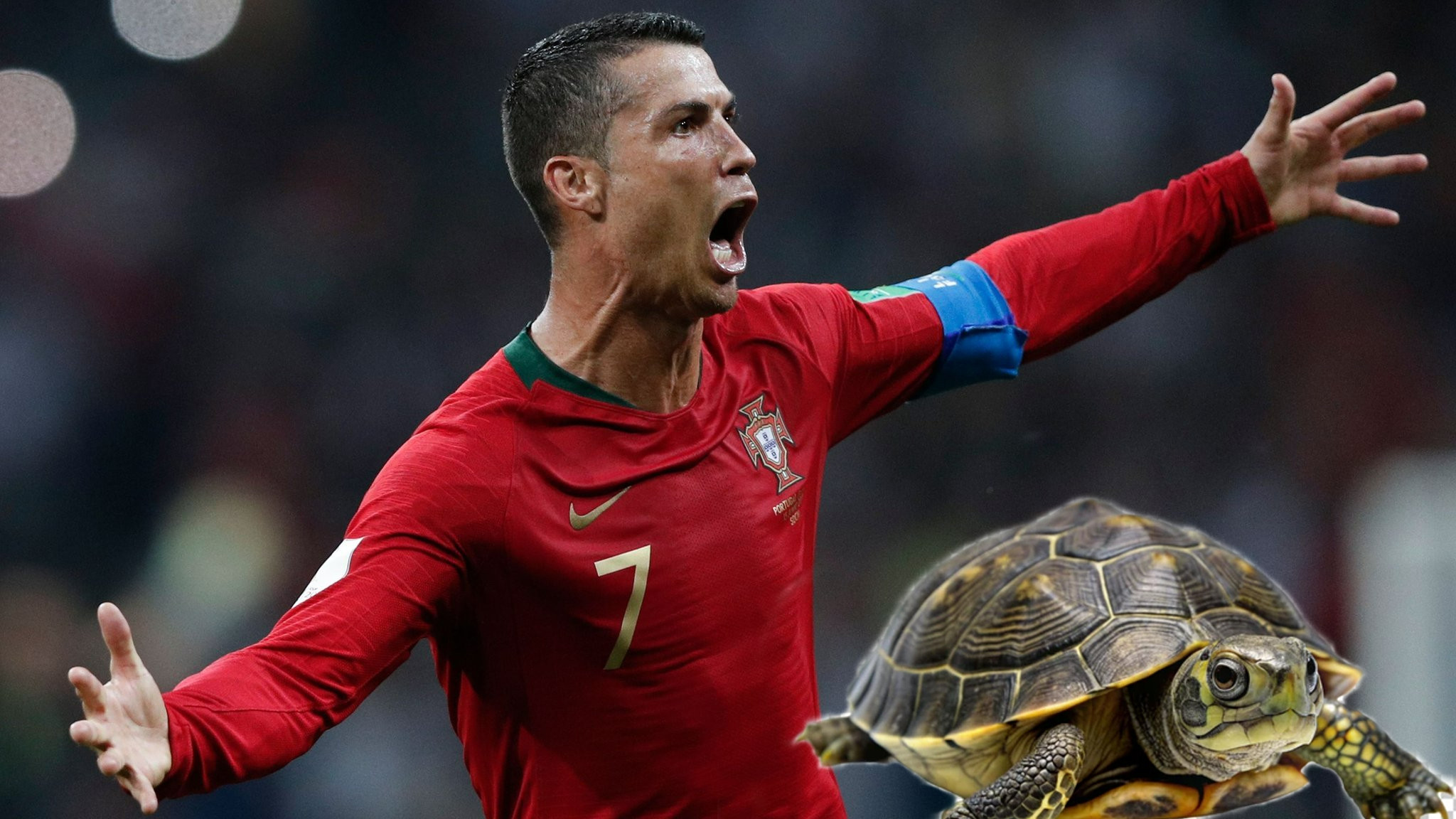 Rùa tiên tri dự đoán EURO 2024 hôm nay 18/6: Ronaldo cùng Bồ Đào Nha thắng trận
