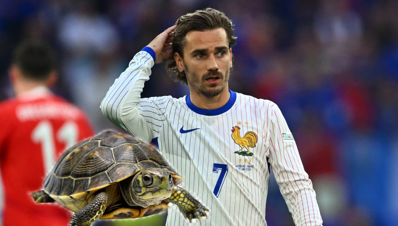 Rùa tiên tri dự đoán EURO 2024 hôm nay 21/6: Pháp thắng Hà Lan