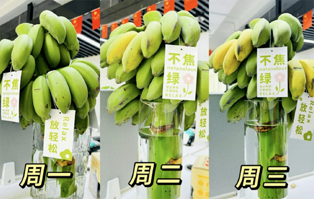 Chàng trai bỏ việc, kiếm 7 tỷ đồng/tháng nhờ bán chuối xanh 'chữa lành'