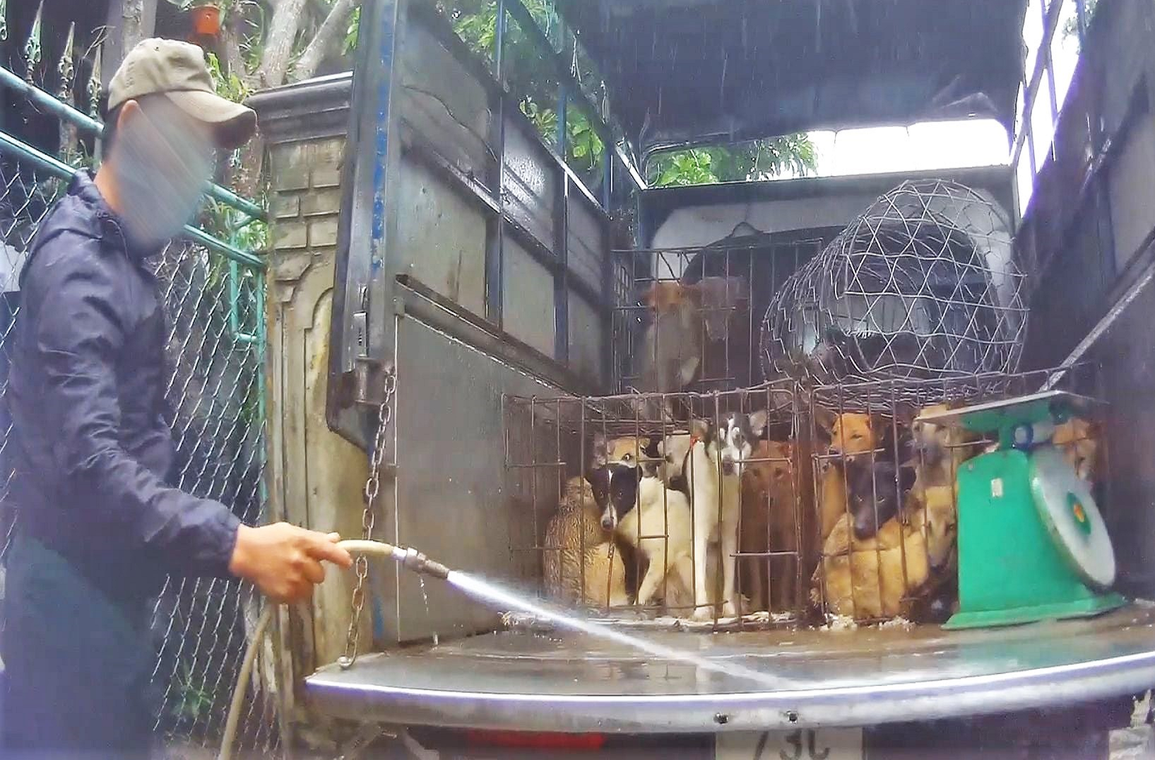 Hà Tĩnh - 'nút thắt cổ chai' của con đường buôn bán chó mèo bất hợp pháp