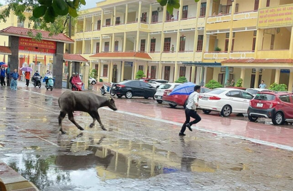 Trâu lao thẳng vào điểm thi tốt nghiệp THPT ở Hải Phòng