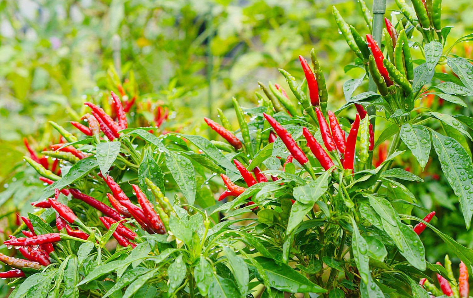 Loại gia vị rẻ tiền nhưng tốt ngang 'thuốc bổ', giúp cải thiện tim mạch