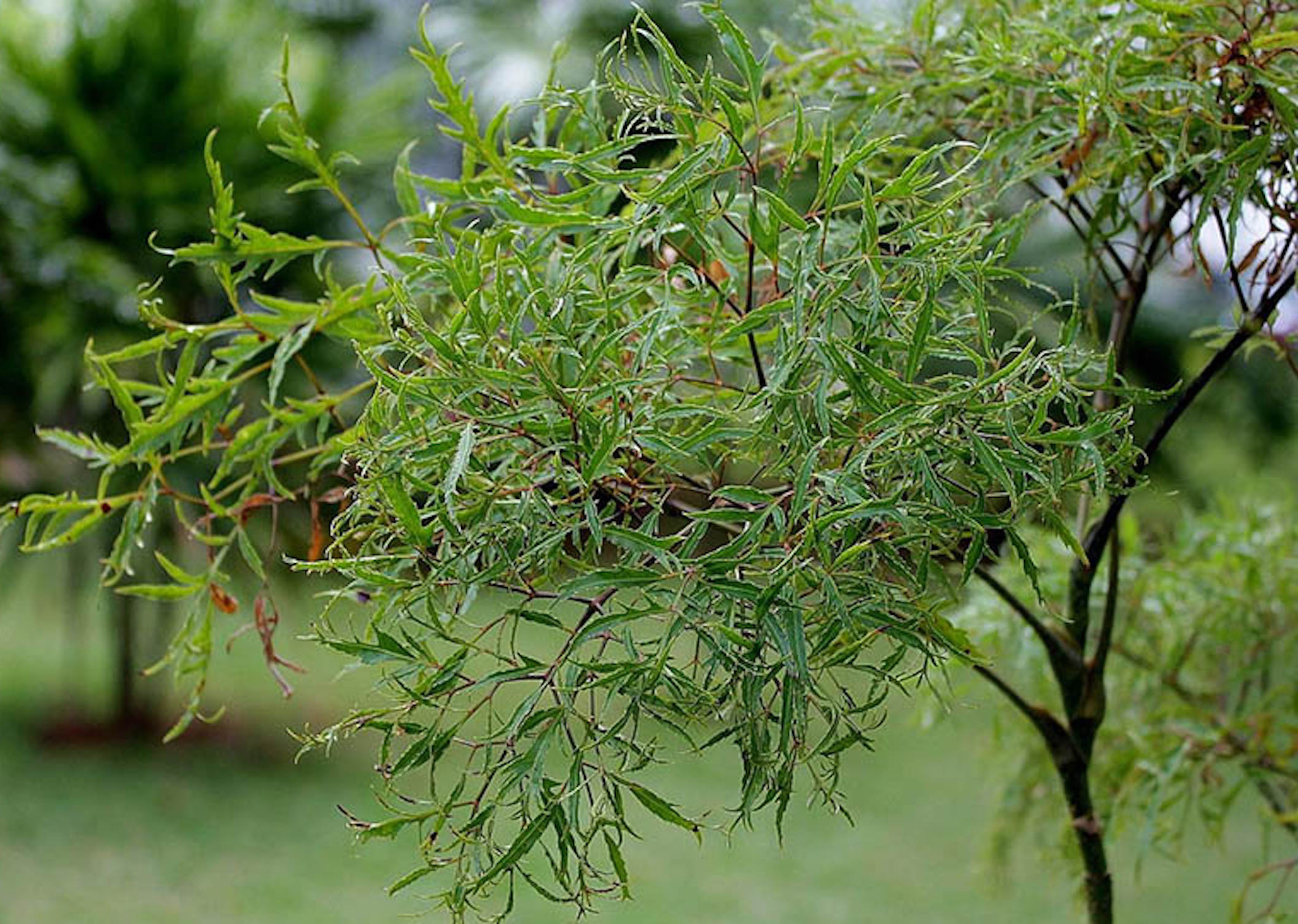 Loại cây quen thuộc với người Việt, được ví như 'nhân sâm của người nghèo' 