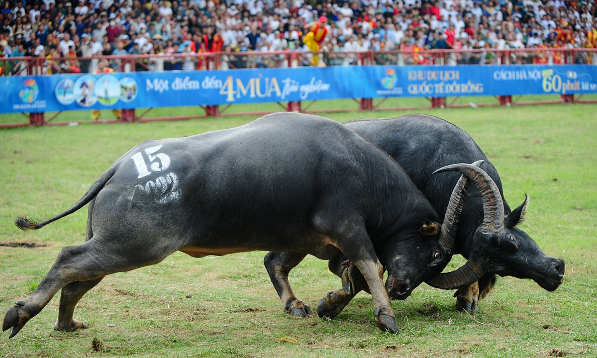 Làm sao để nhốt 10 con trâu trong 9 cái chuồng, mỗi chuồng một con?