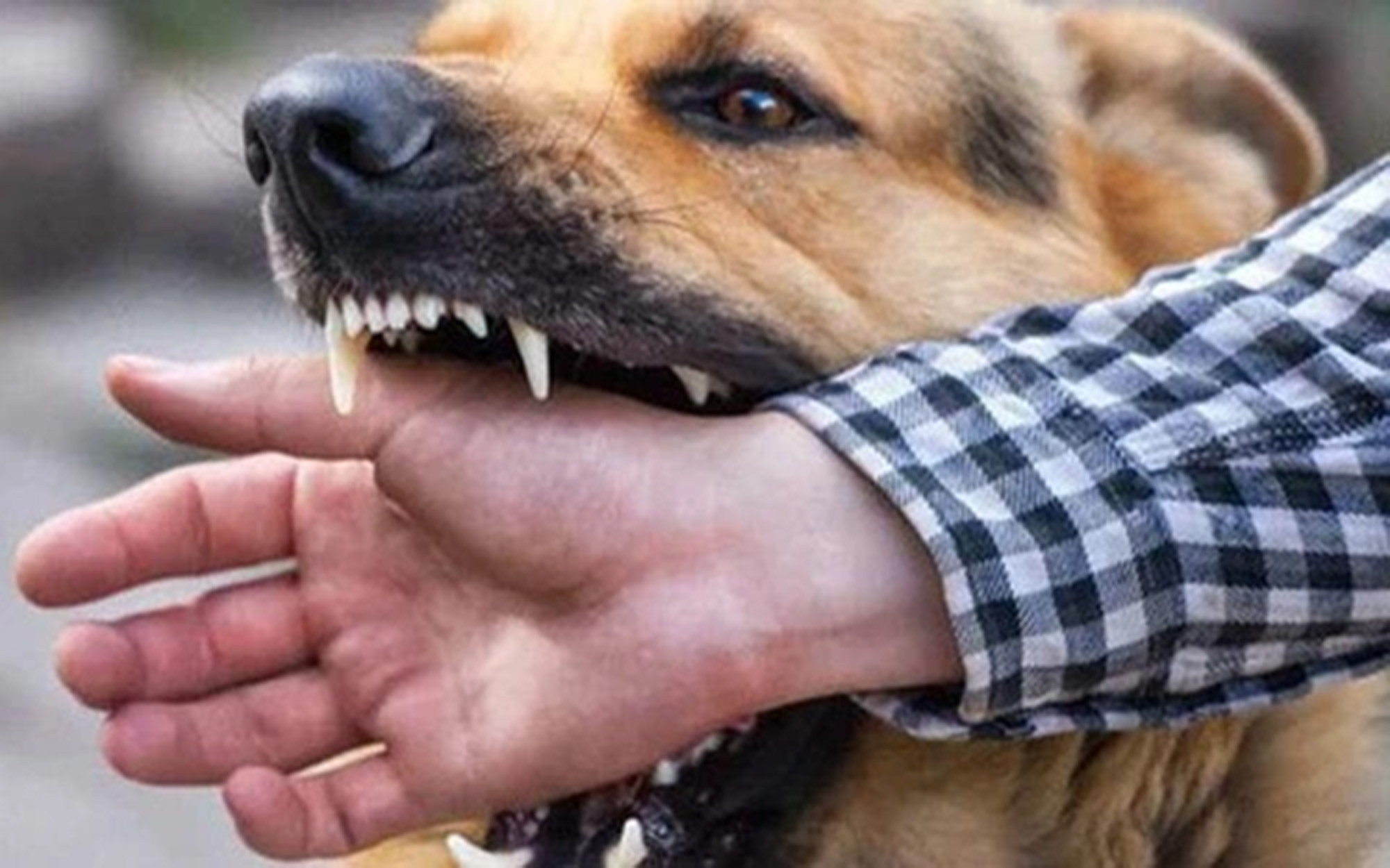 Hai người trong gia đình bị chó dại cắn, một người tử vong