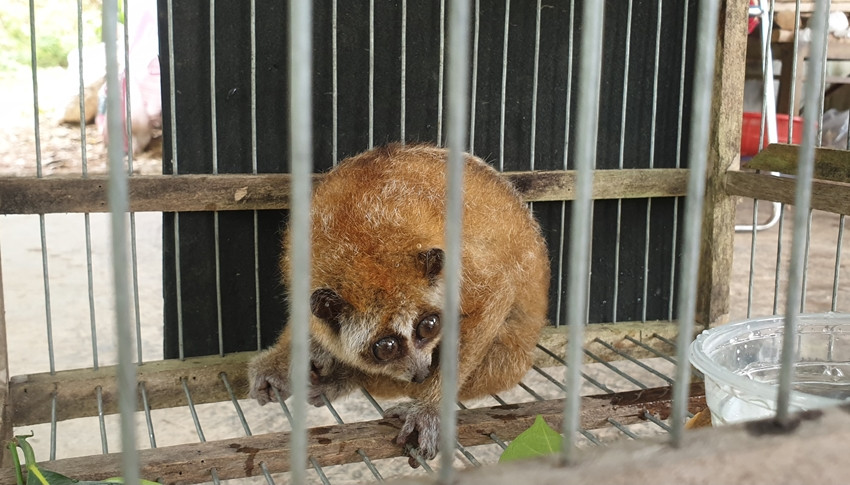 Vô tình mua cu li trong sách đỏ về làm cảnh, người đàn ông giao nộp kiểm lâm