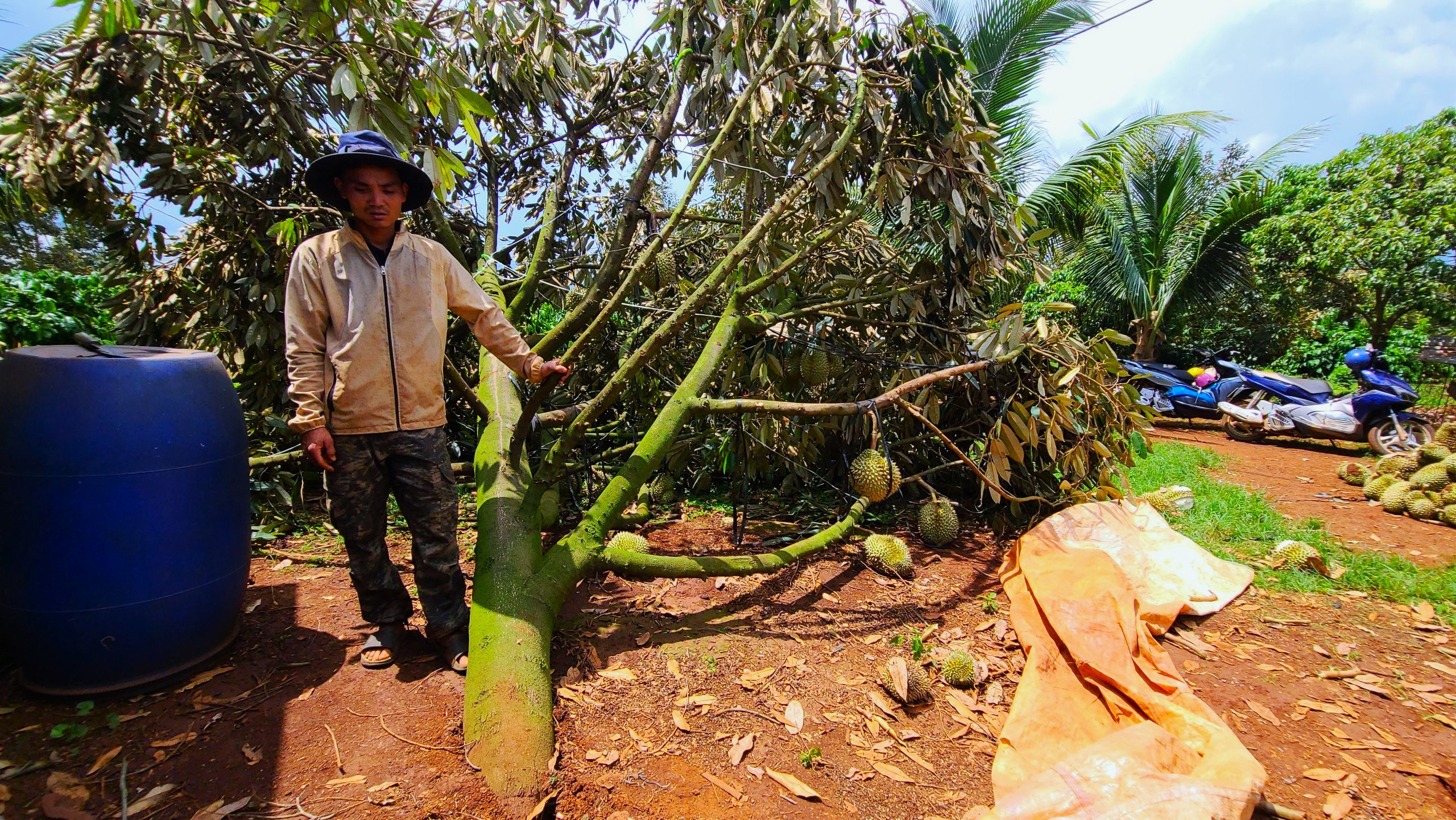 Sầu riêng bật gốc sau giông lốc, người trồng ở Đắk Lắk thiệt hại nặng nề