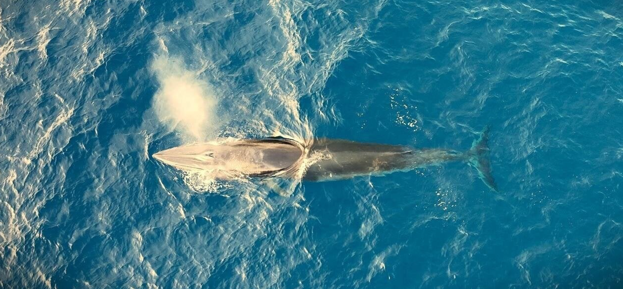 Ngắm nhìn cá voi dài gần 8m tung tăng bơi lội ở vùng biển Bình Định