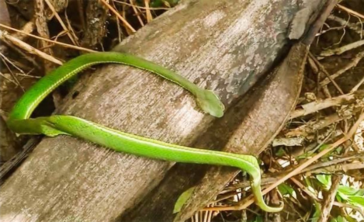 Truyền 10 lọ huyết thanh cứu người bị rắn cắn