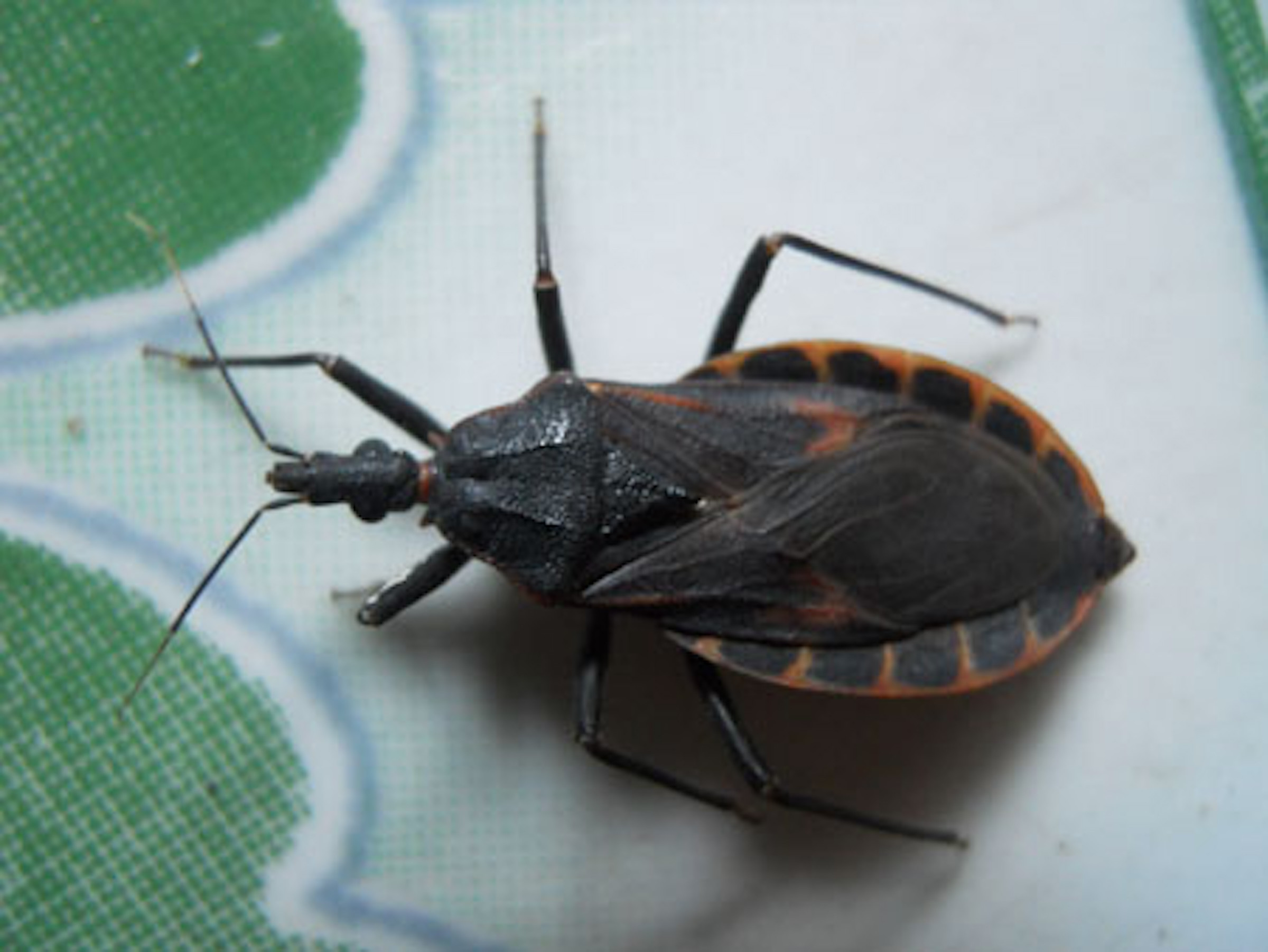 Co giật giữa đêm sau khi ăn bọ xít xào rau