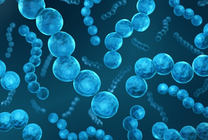 Tử vong do nhiễm liên cầu khuẩn lợn