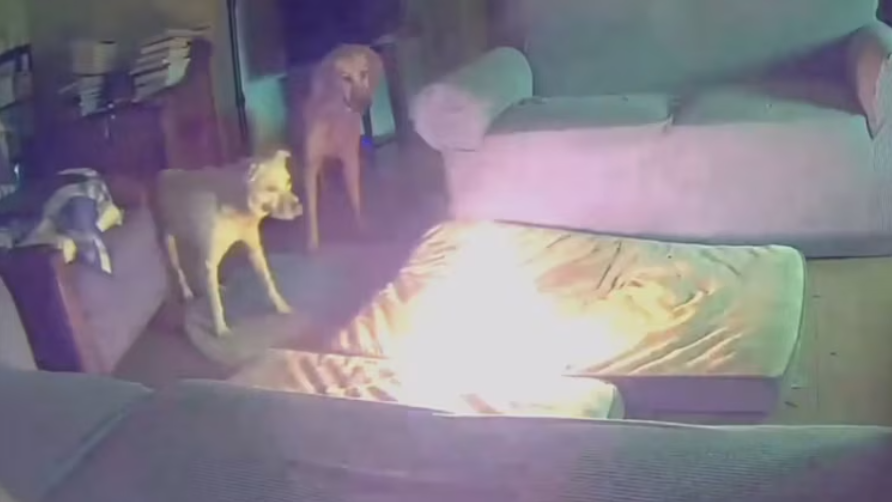 Chó gây cháy nhà vì gặm sạc dự phòng