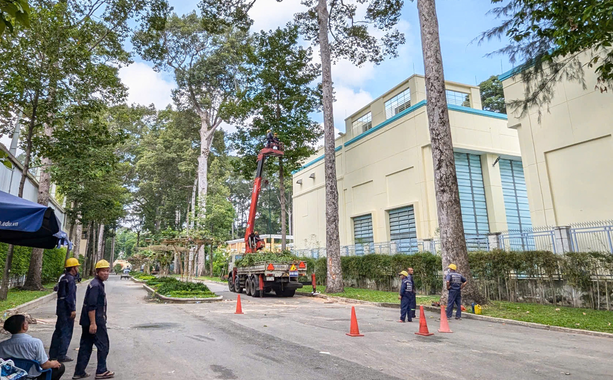 Cành cây rơi đè chết 2 người: Chủ tịch TP.HCM yêu cầu xác định trách nhiệm