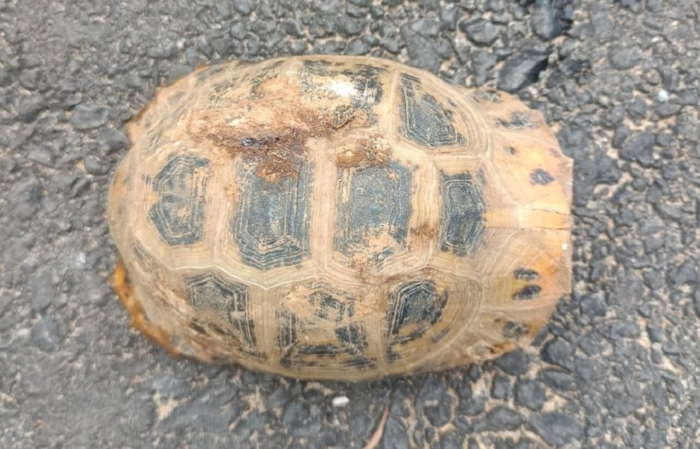 Phát hiện rùa núi vàng quý hiếm ở Hà Tĩnh