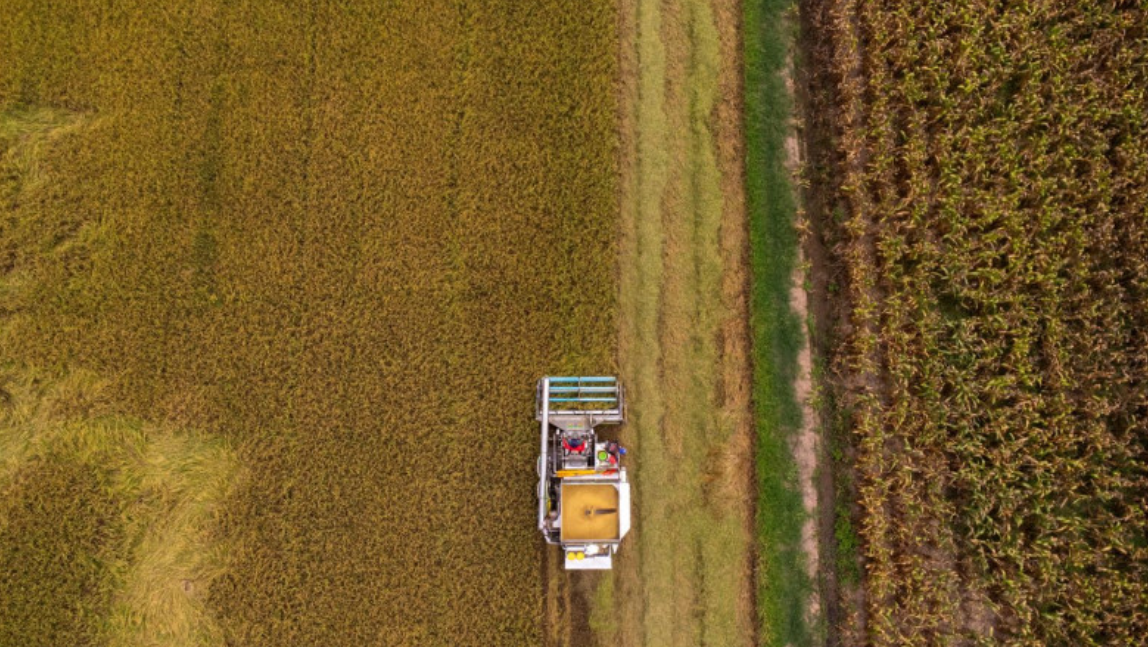 Nông dân Thái Lan đổ xô trồng lúa Việt Nam