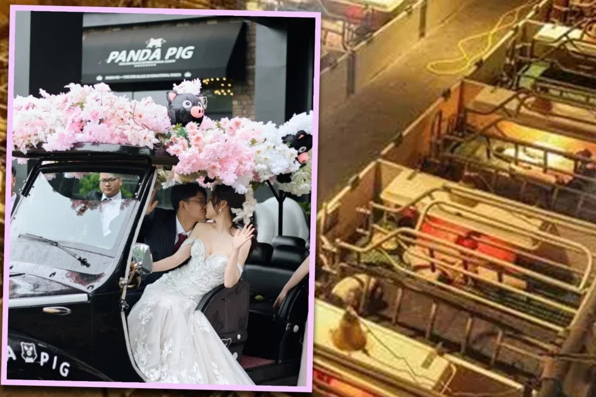 Các cặp đôi tuổi Hợi đổ về trang trại lợn để tổ chức đám cưới