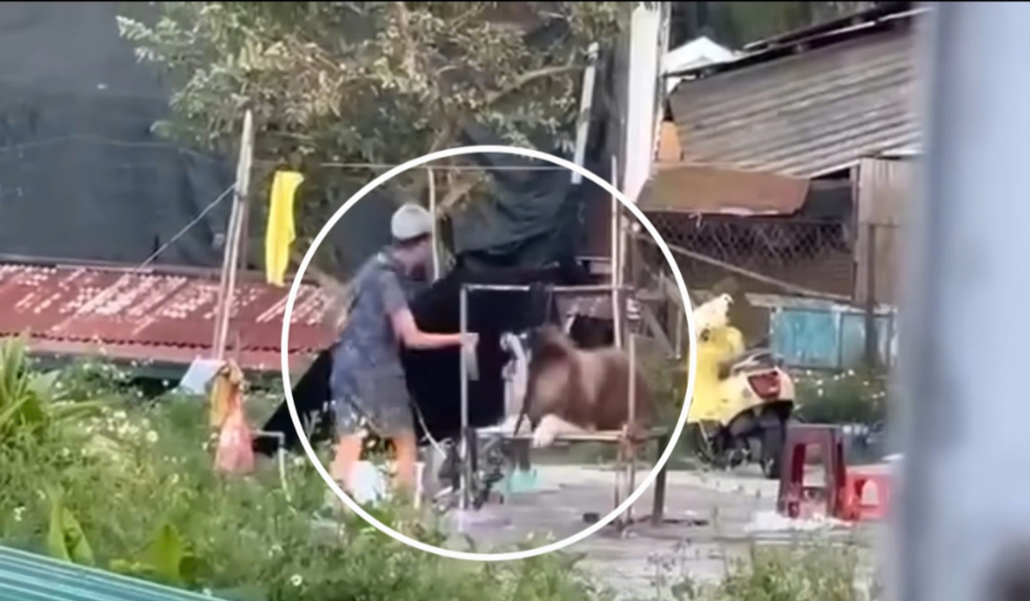 Không hợp tác chụp hình cùng khách, chú chó bị đánh đập dã man ở Đà Lạt