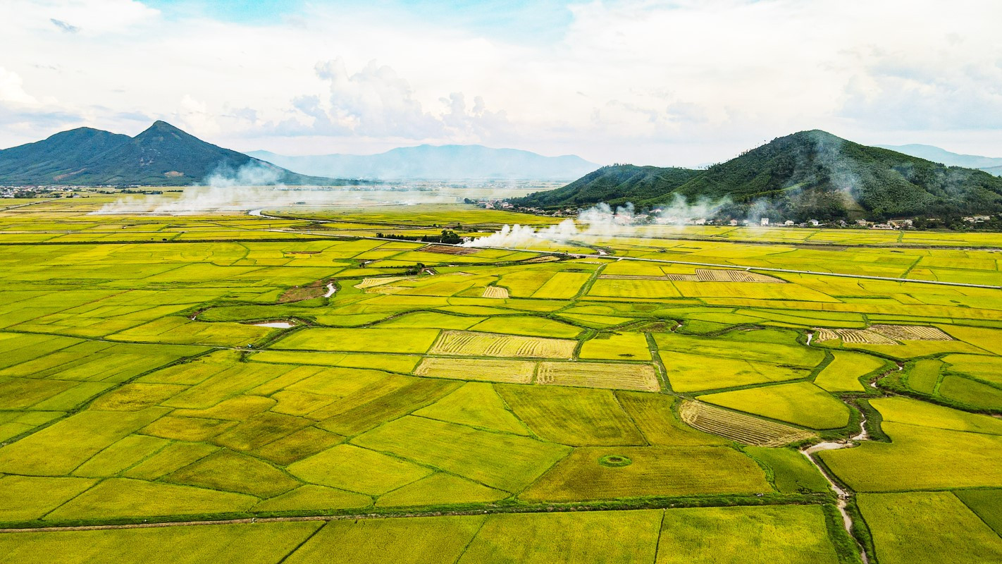 'Bay' giữa 'biển vàng' lúa chín ở Hà Tĩnh 
