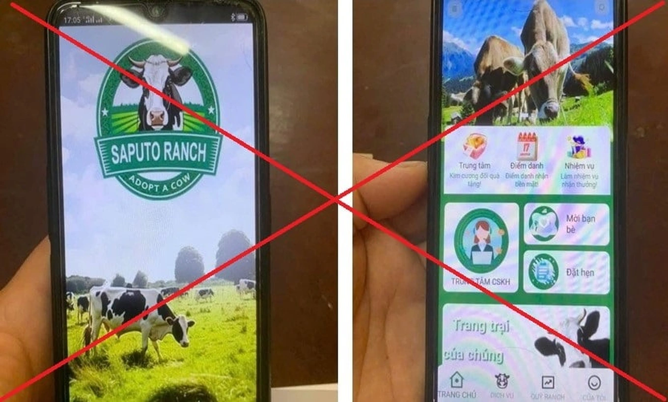 Người phụ nữ suýt mất 300 triệu đồng vì ‘nuôi bò’ trên mạng