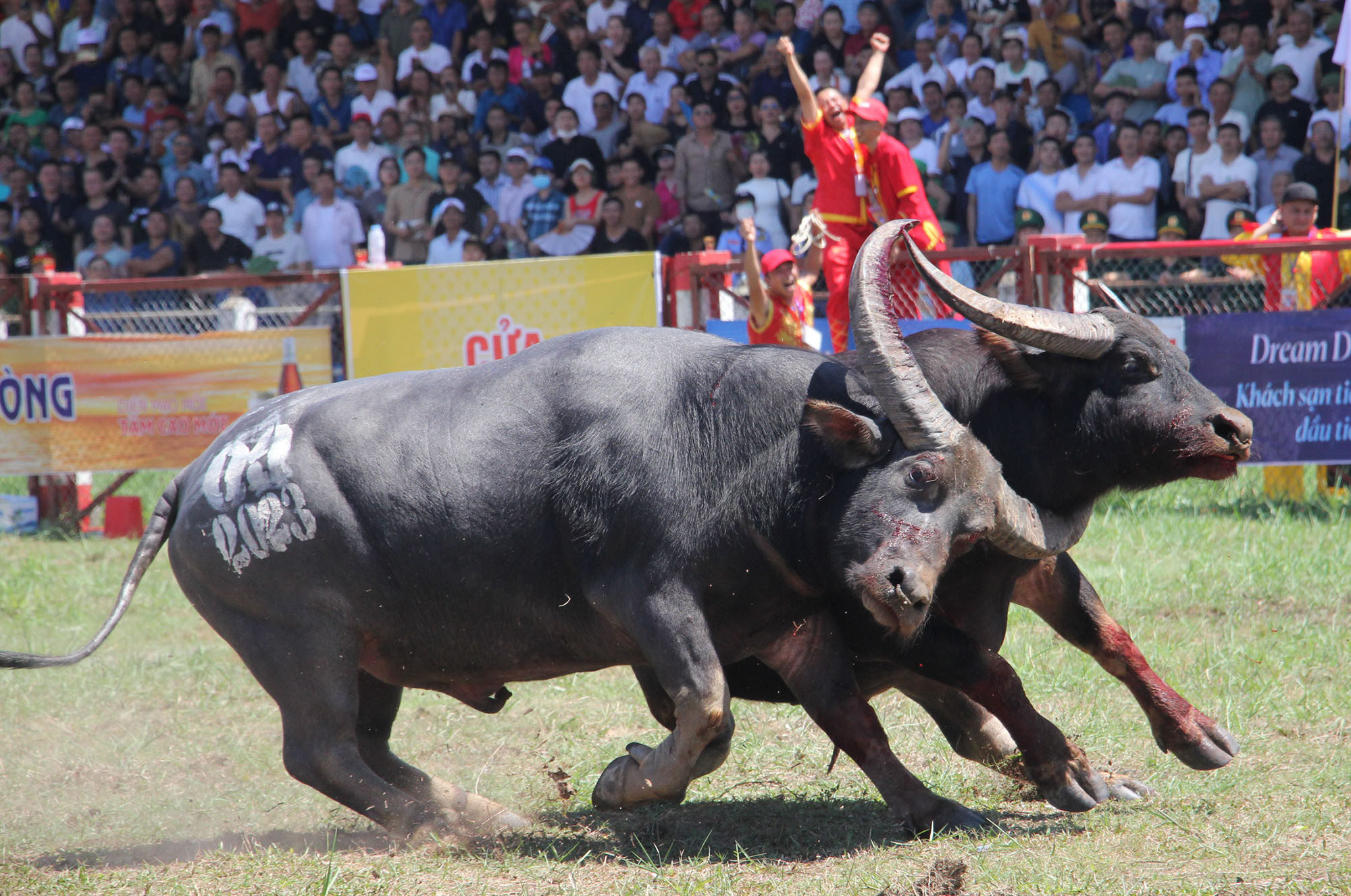 16 ‘ông trâu’ sắp nghinh chiến tại Lễ hội chọi trâu Đồ Sơn 2024 có gì đặc biệt?