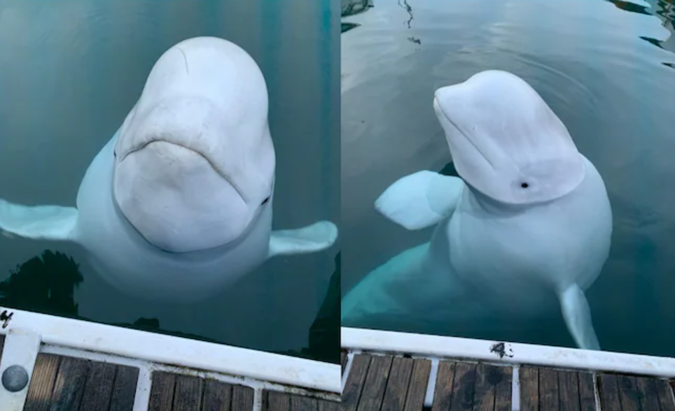 Cá voi 'gián điệp Nga' chết ở Na Uy