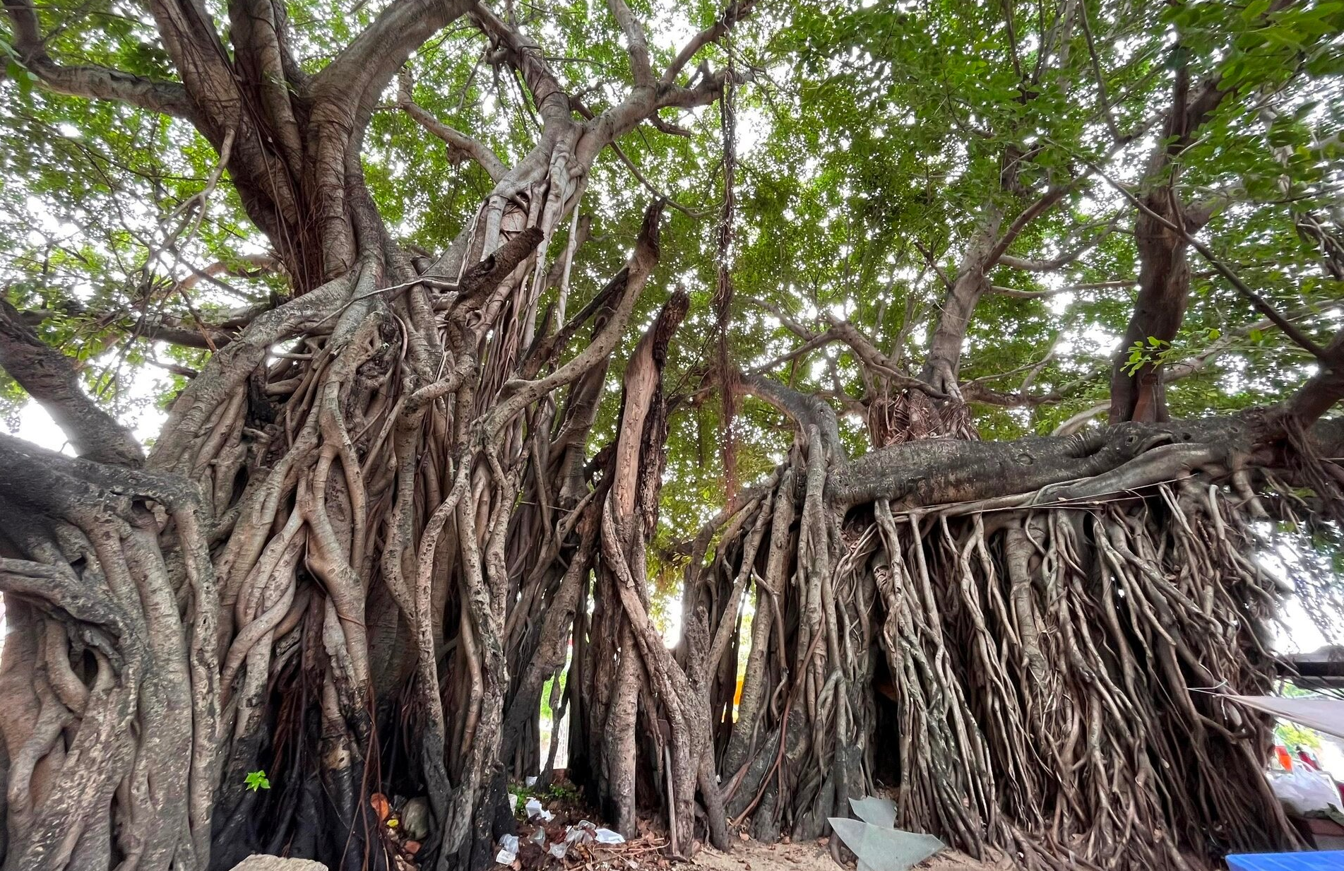 Bí ẩn cây sộp 400 năm tuổi ở Khánh Hòa biết 'dự báo thời tiết'