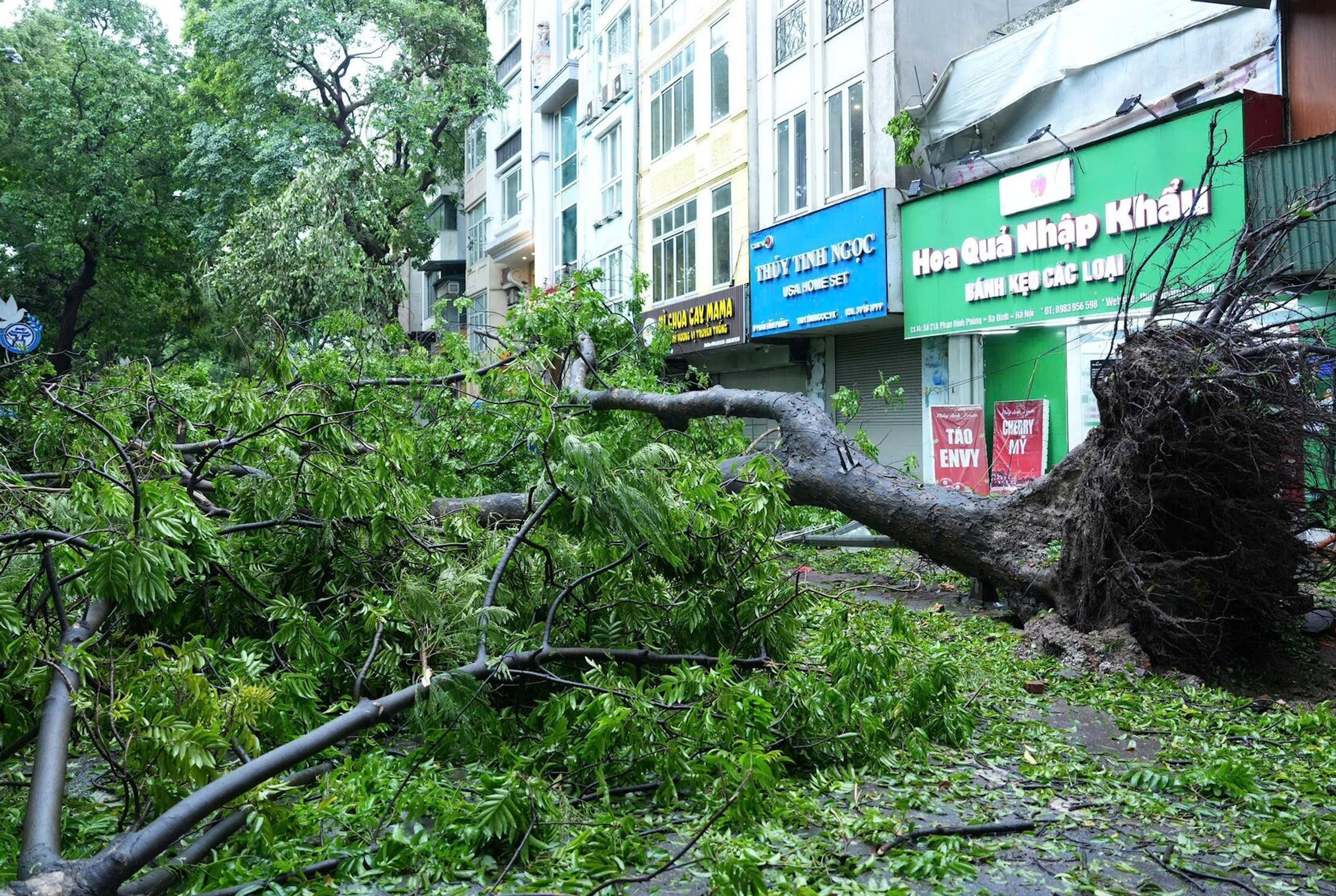 Khu danh thắng Tràng An muốn mua cây bị siêu bão Yagi quật đổ về chăm sóc