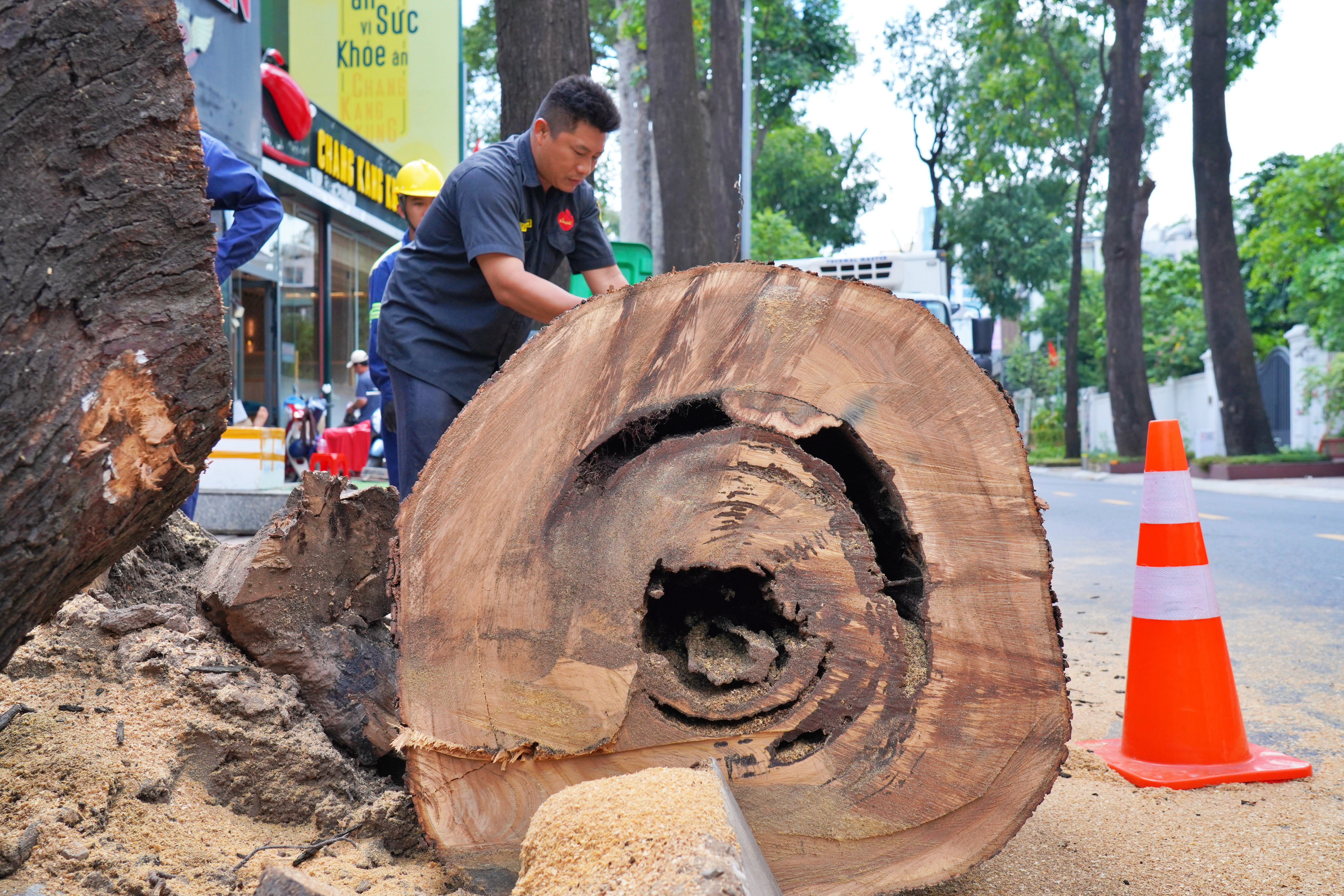 Đốn hạ, cắt tỉa loạt cây cổ thụ có dấu hiệu mục ruỗng ở trung tâm TP.HCM