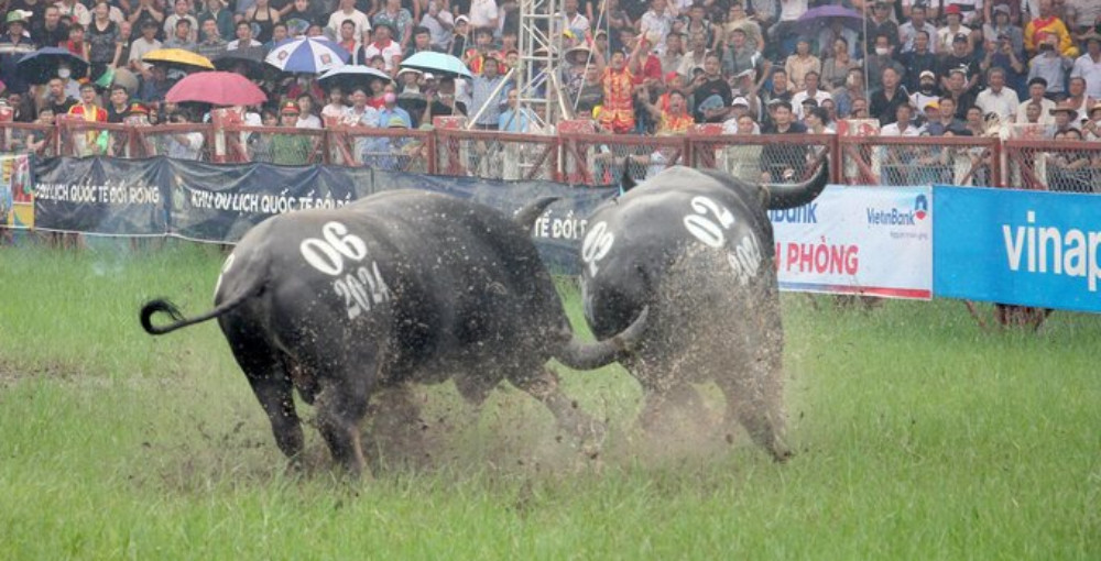 Mãn nhãn những đòn cáng hầu, móc hàm dũng mãnh của các 'ông trâu' Đồ Sơn 2024