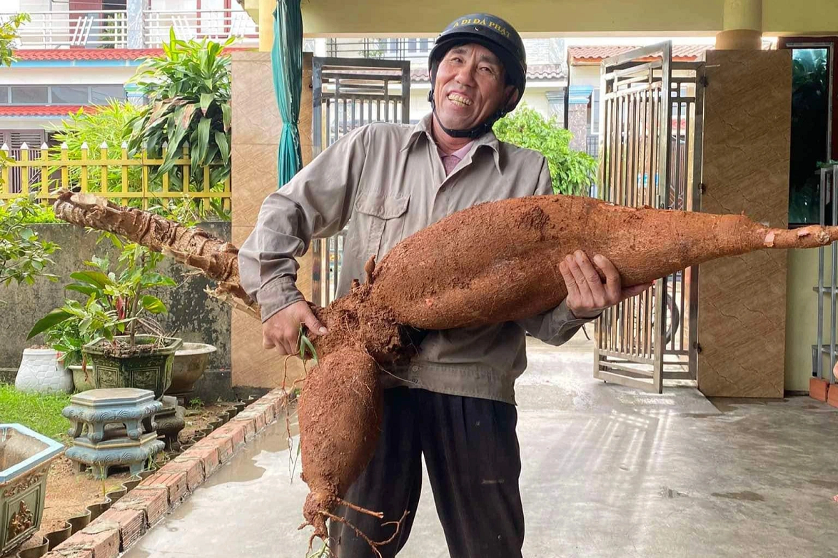 Lão nông Hà Tĩnh đào được củ sắn nặng 25kg, dài 1m