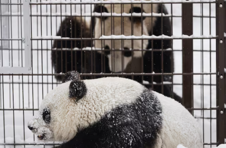 Vườn thú Phần Lan trả cặp gấu trúc Trung Quốc vì không đủ tiền nuôi