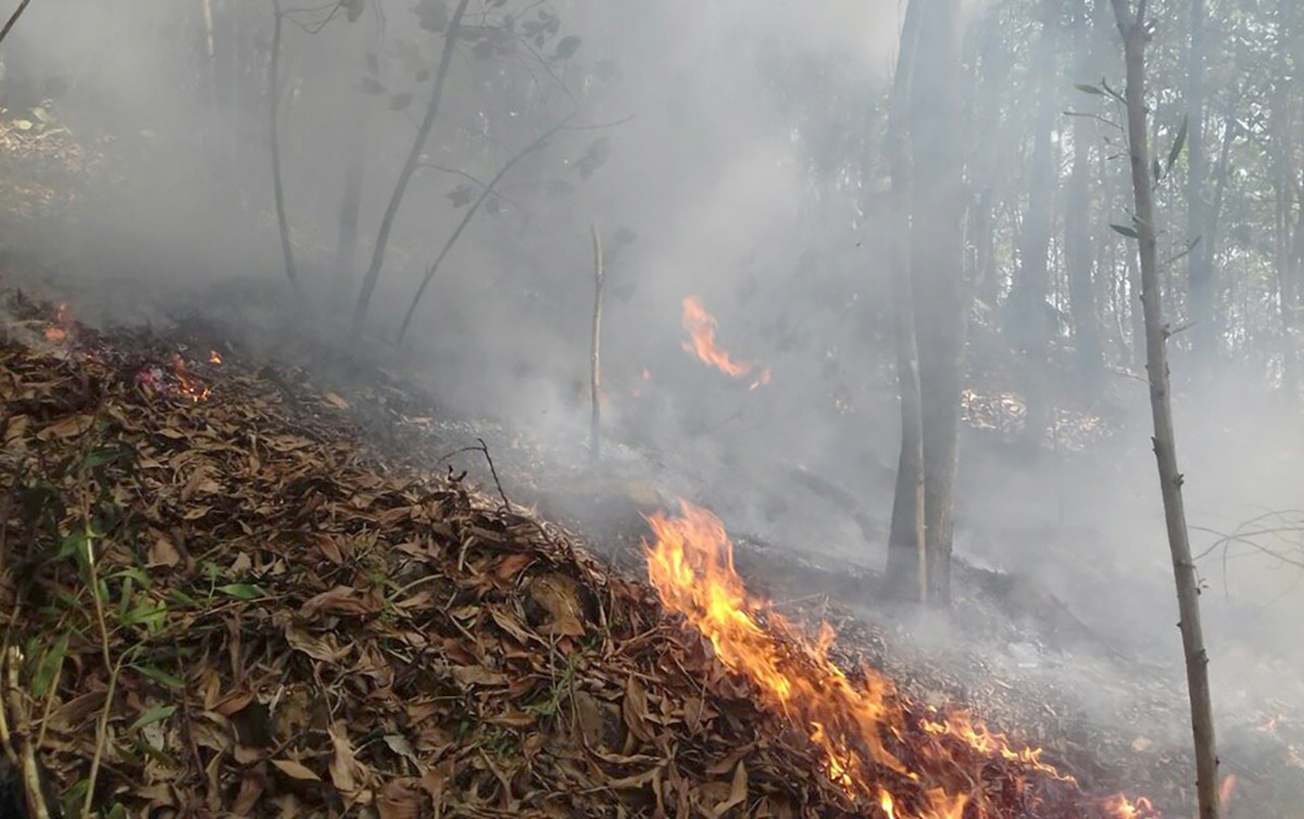 Hải Phòng chỉ đạo các biện pháp cấp bách PCCC rừng sau bão số 3