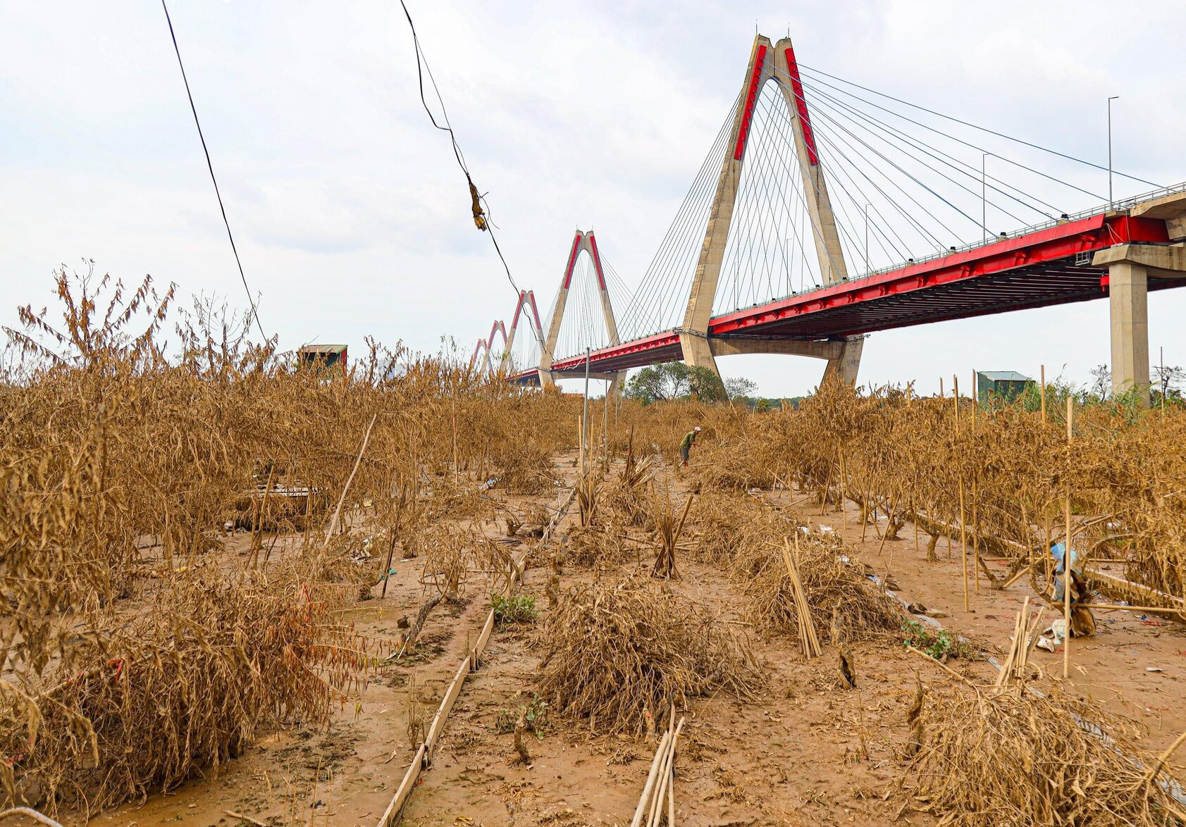 Đề xuất hỗ trợ người trồng đào, quất ở Hà Nội bị ảnh hưởng bão Yagi