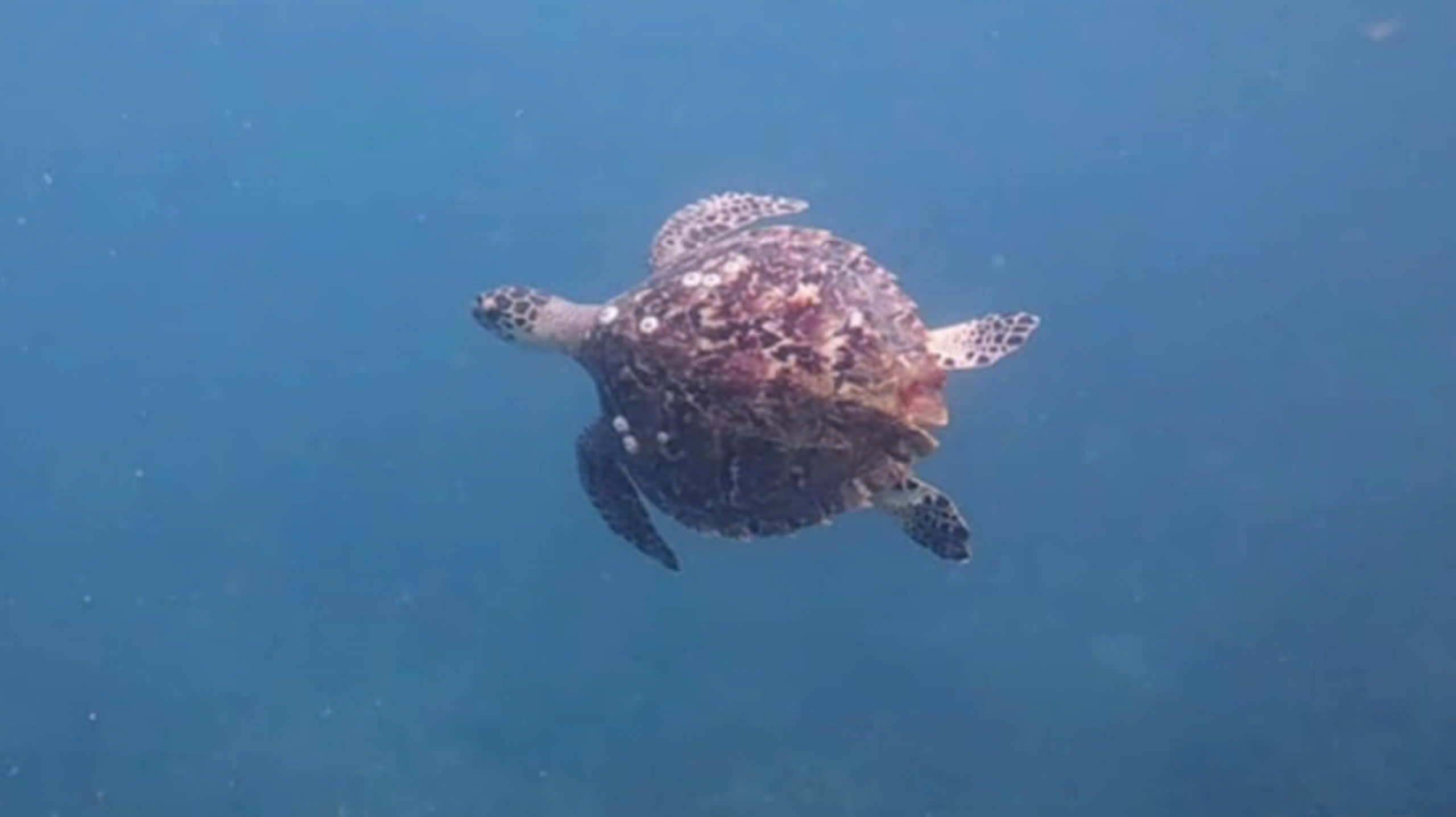 Rùa biển xuất hiện trở lại trên vịnh Nha Trang