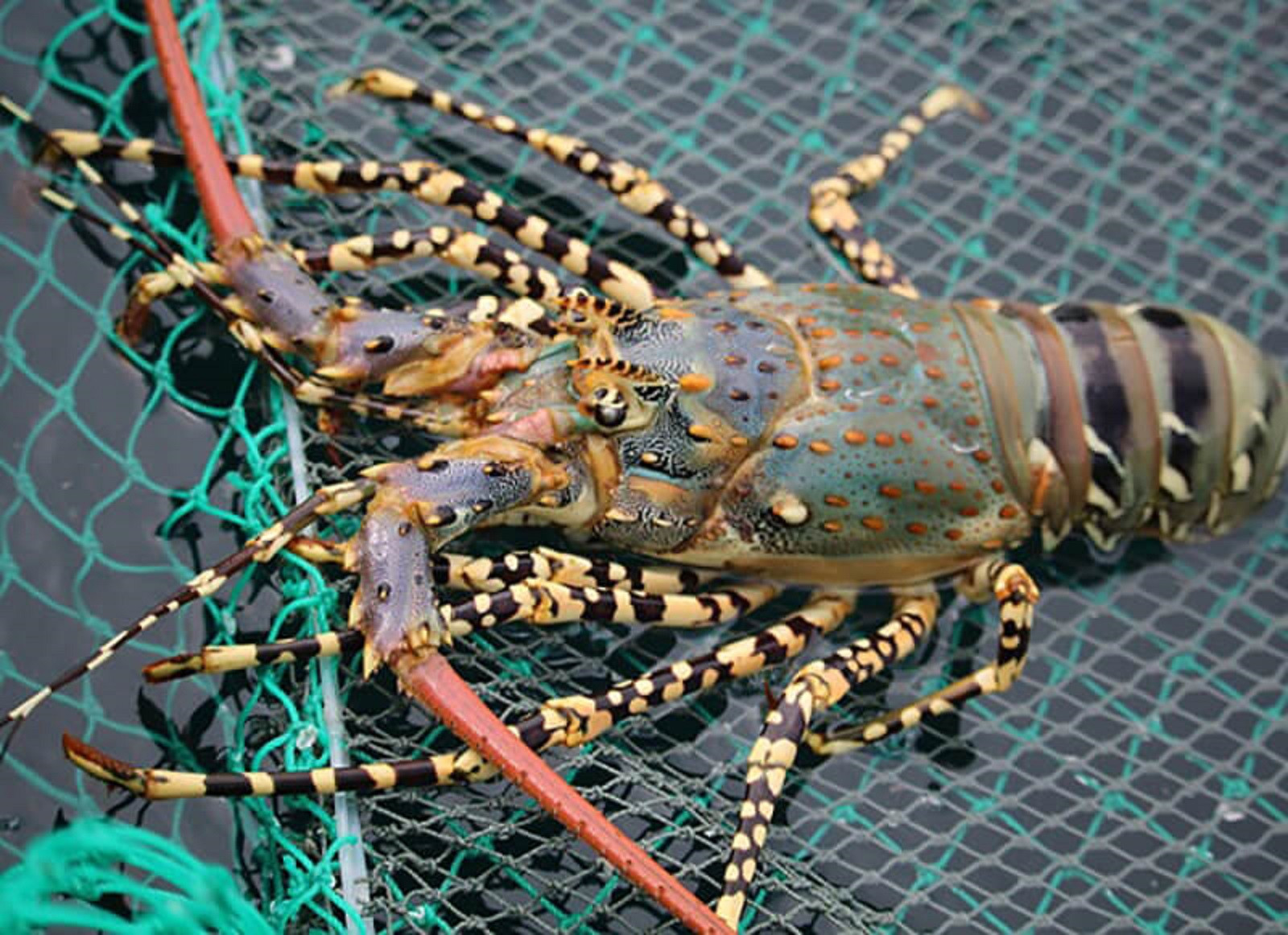 Thương lái bất ngờ không mua tôm hùm to, thủ phủ Phú Yên, Khánh Hòa điêu đứng