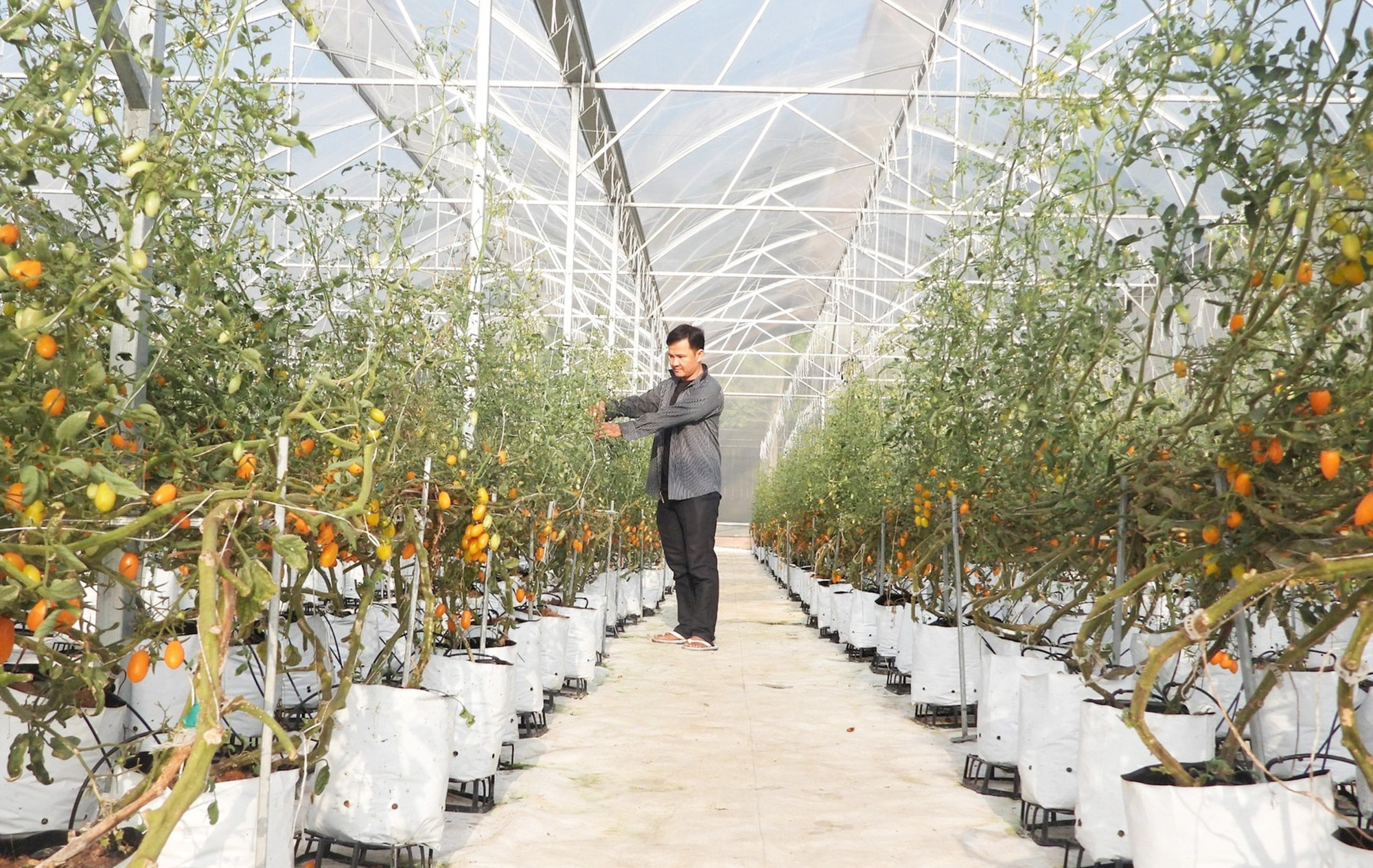 Tây Ninh: Nông nghiệp công nghệ cao là trụ cột kinh tế và hội nhập 