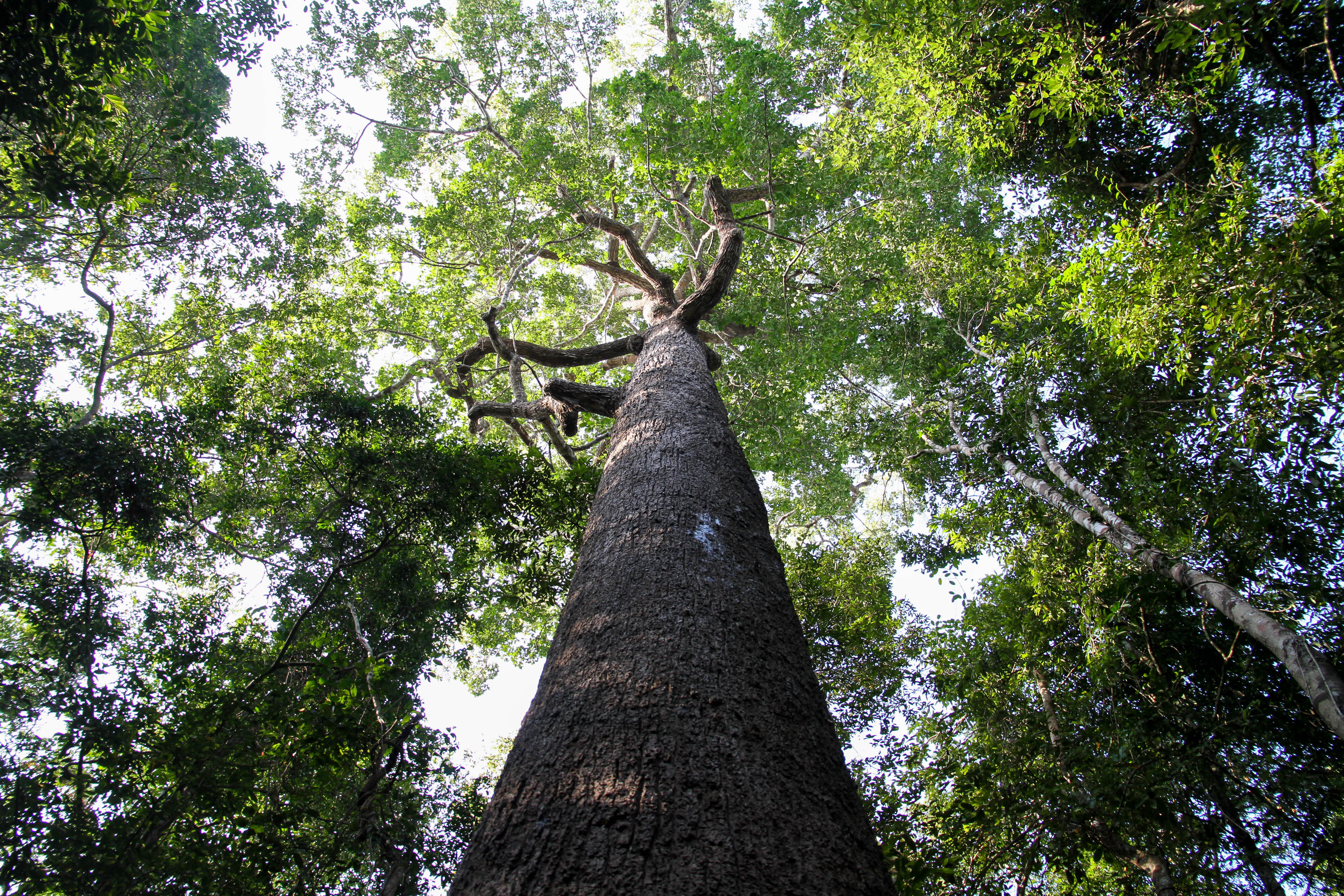 Vườn Quốc gia Lò Gò - Xa Mát, 'lá phổi xanh' của Tây Ninh